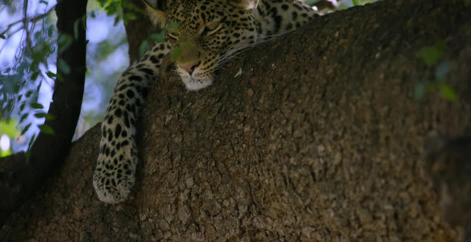 A leopard lays in a tree