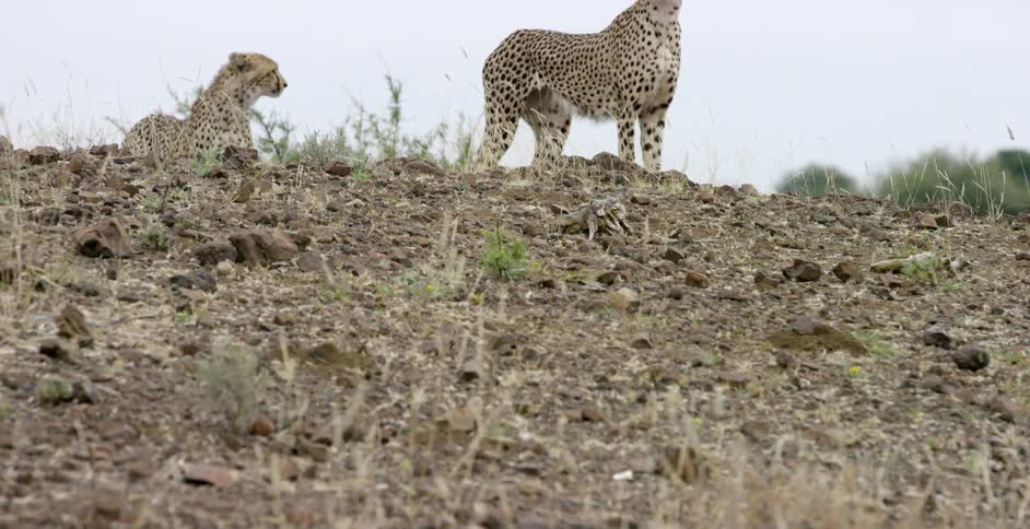 Two cheetahs in a calm setting