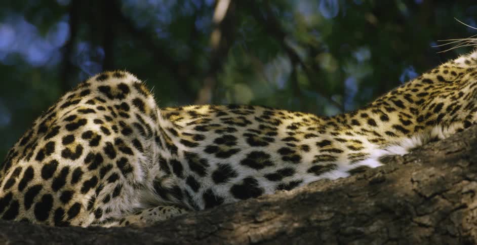 A leopard is sleeping in a tree