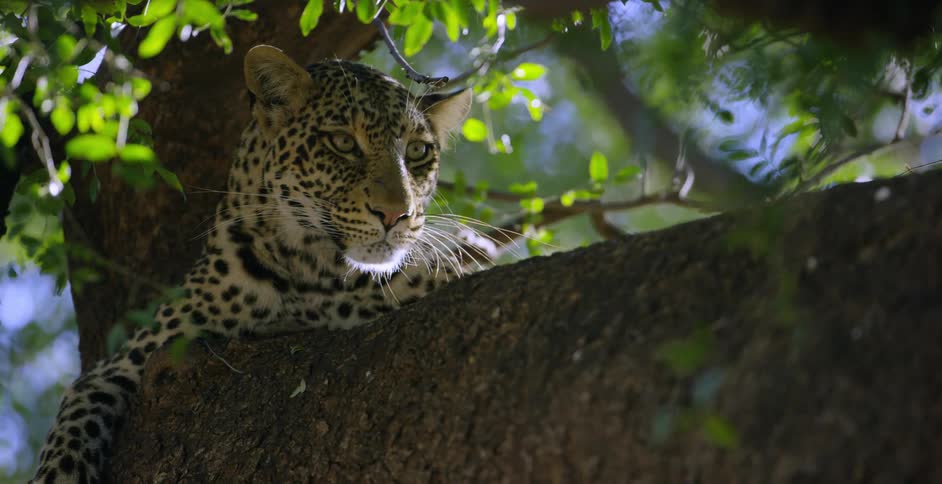 A leopard is laying up on a tree branch