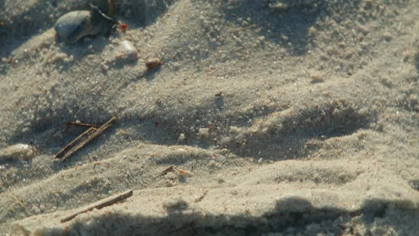Broken tree branches are scattered along the sand on a beach