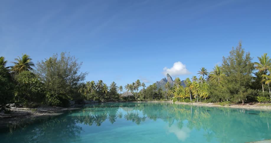 A tropical pond on a clear day