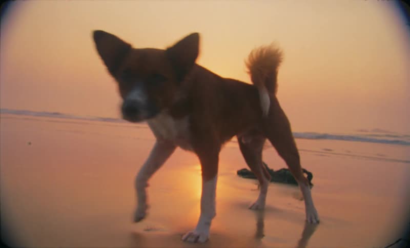Dog sniffing on the beach at sunset