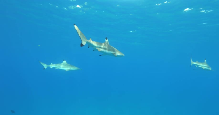 A group of sharks swim around in clear blue waters