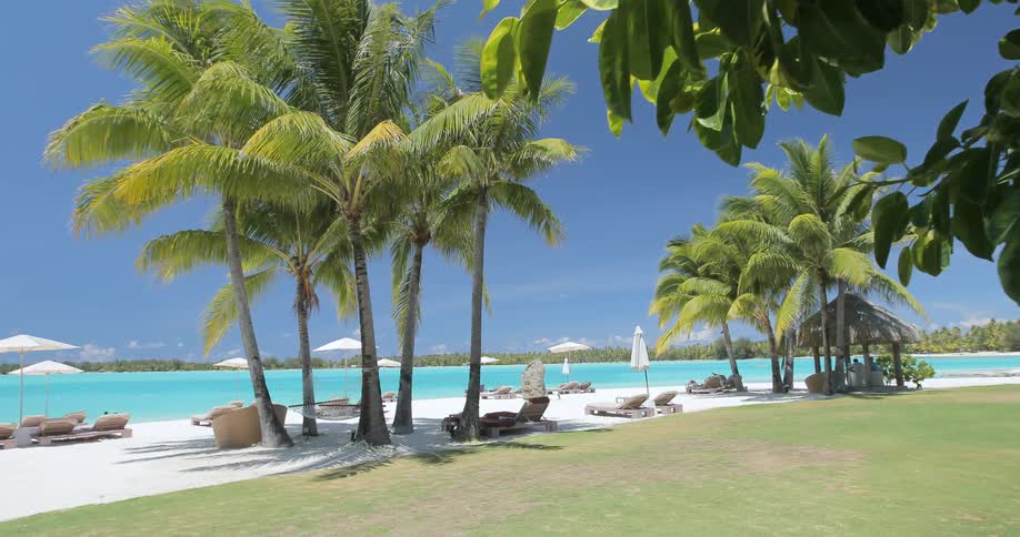 Palm trees along a beautiful white sandy beach