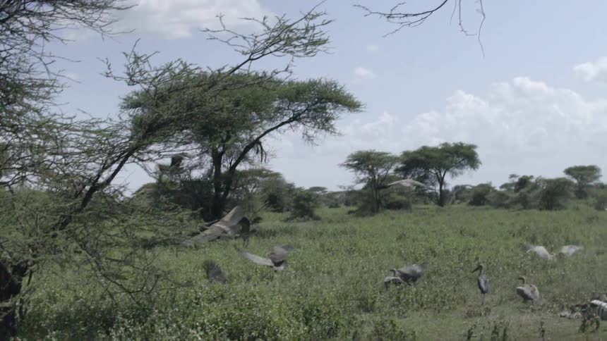 Birds flying through the plains