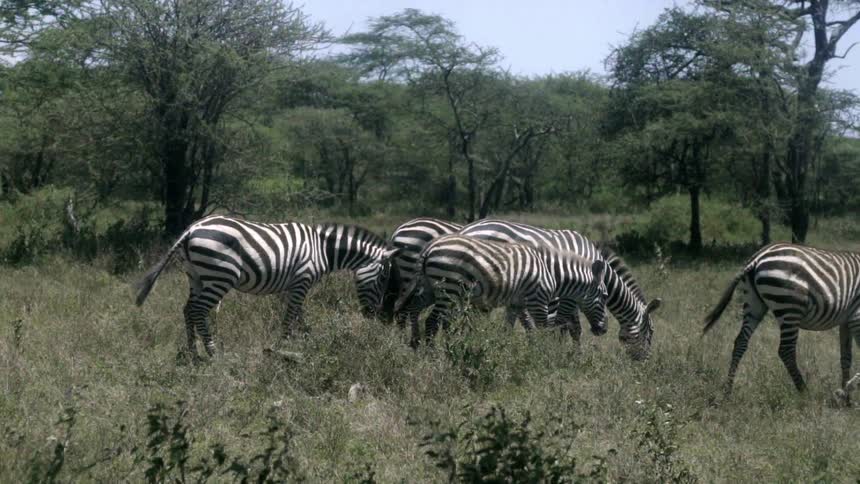 Four zebra walk around in the grass