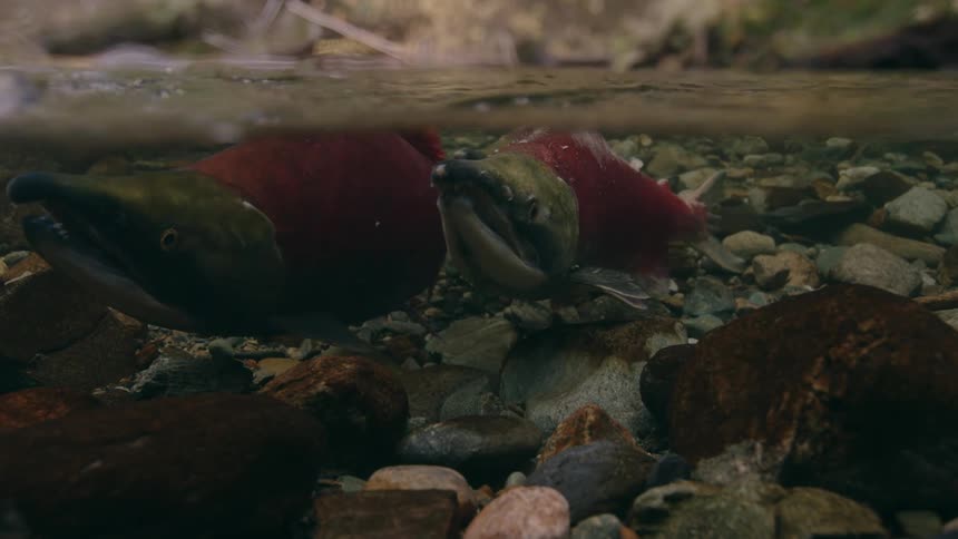 Three red and green fish swim in very shallow stream