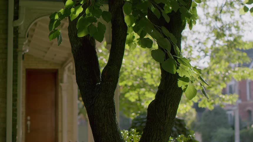 The leaves on a tree move in the breeze in a neighborhood yard