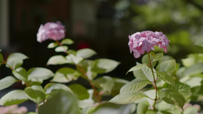Close up of plants with pink flowers