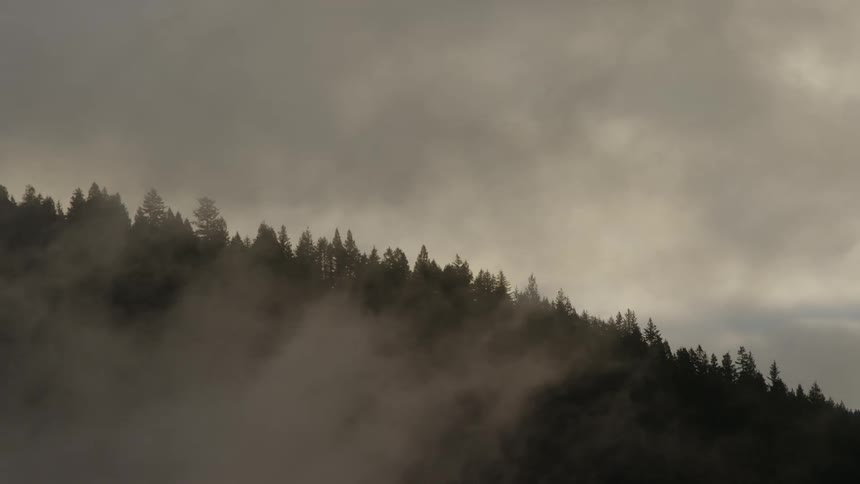 Landscape of mountain forest in fog