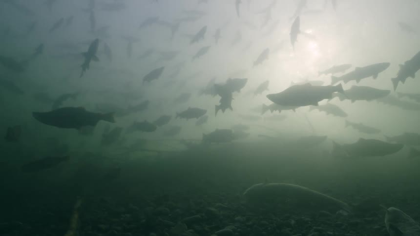 A school of salmon fish swimming underwater