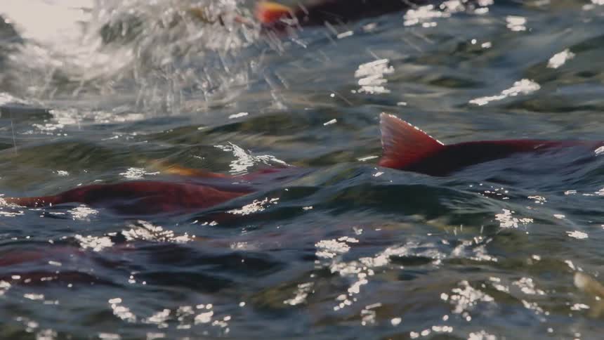Salmon fish swimming in water