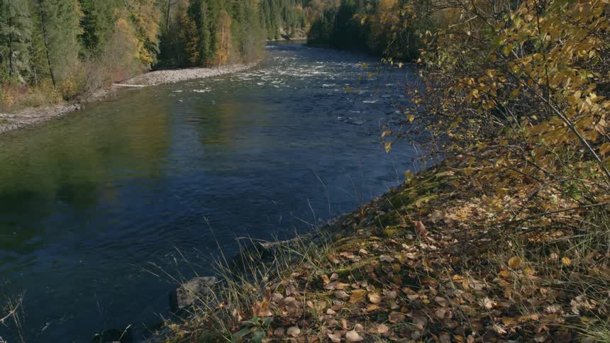 The stream moves near the forest