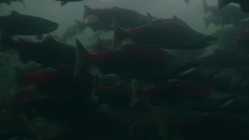 A school of sockeye salmon swimming in water