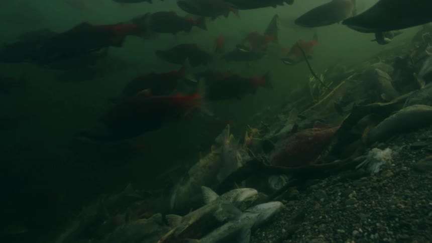 An underwater shot of many fish swimming over other salmon that died after completing their spawning