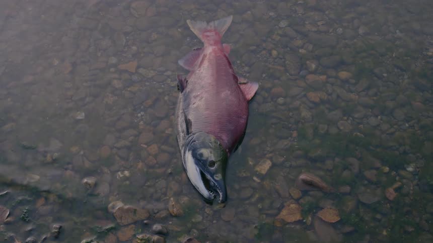 Fish floating dead in water