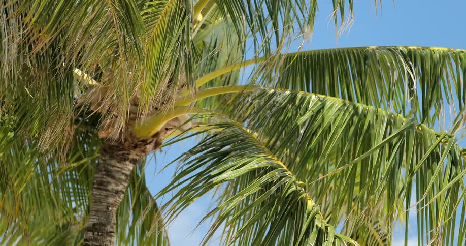 The wind is blowing the branches on this palm tree