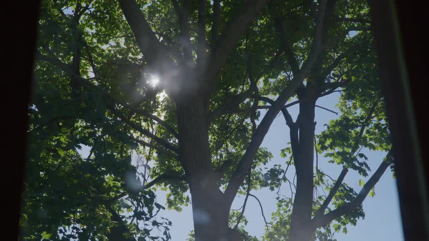 The sun shines through green tree and windows