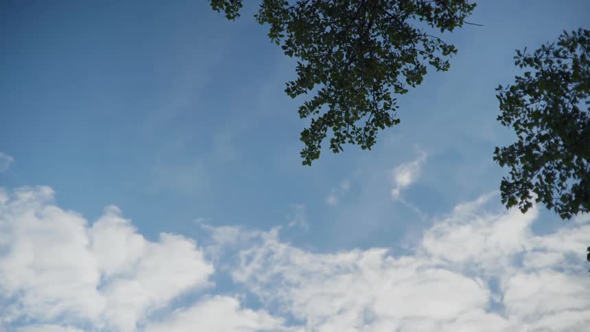 Trees are moving in the wind during midday