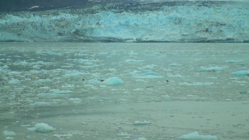 Wild animals resting on the ice floating in the surface of the ocean near to a glacier