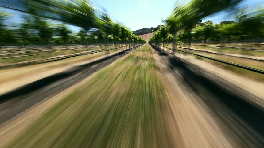 A dramatic highspeed FPV aerial shot where the camera dives quickly towards a vineyard and then flies low to the ground in a vineyard row as the rows move by in a blur