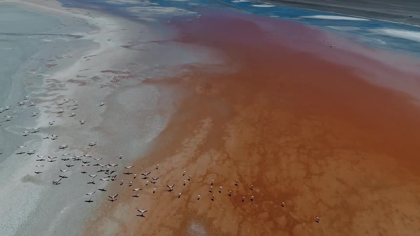 Aerial view of coastal area tracking flocks seagulls flying around