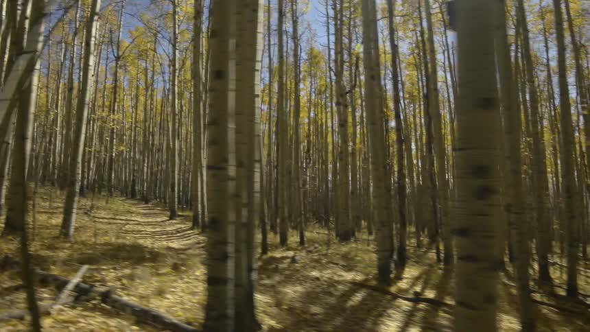 A young man is riding his bike down the trail outdoors