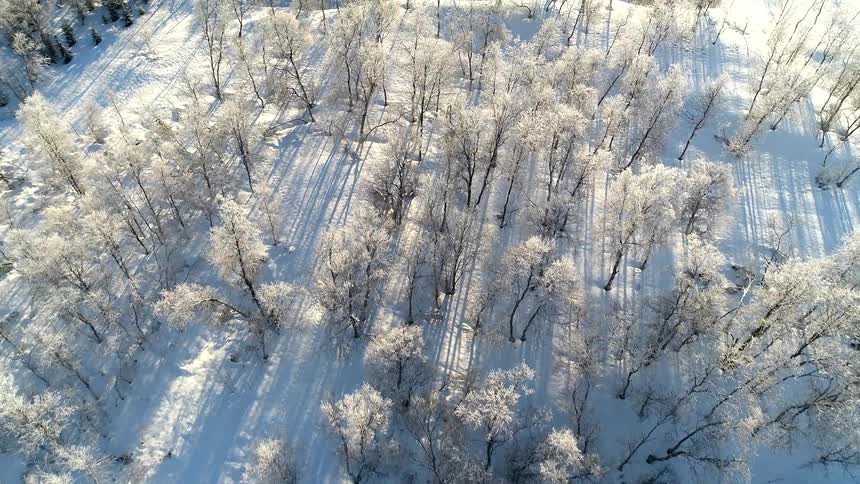 The forest is covered with snow