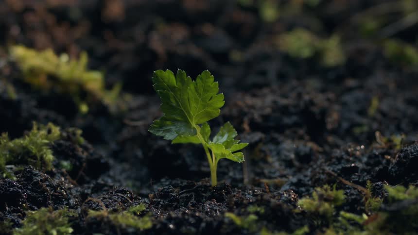 A closeup sloweddown shot of raindrops falling on a leafy green plant sprouted out of muddy soil