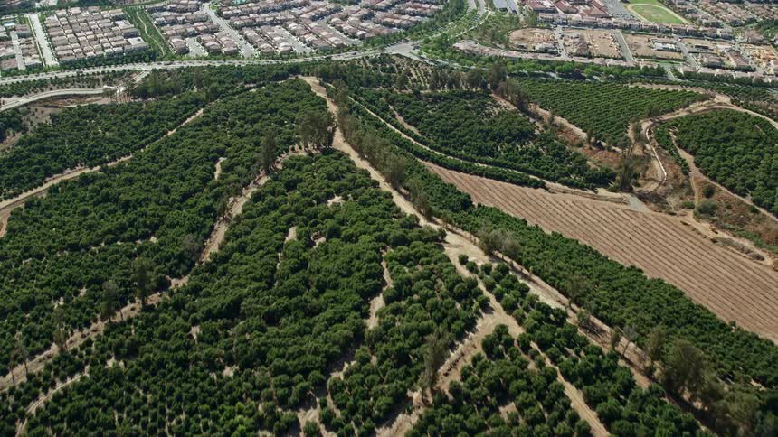 Aerial footage of Irvine California shows an orange grove orchard and tract homes in a bedroom community