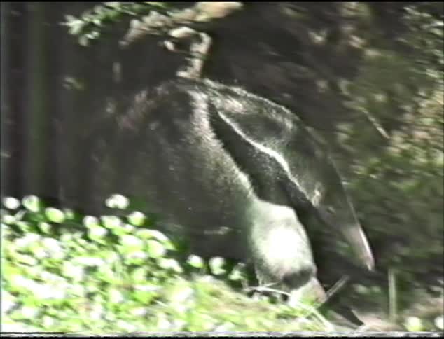 Ant eater walking around in forest
