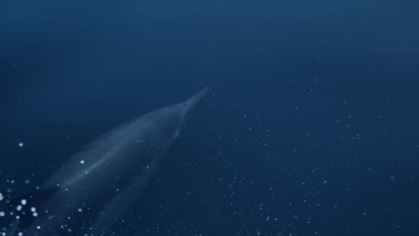 The dolphin is swimming underwater