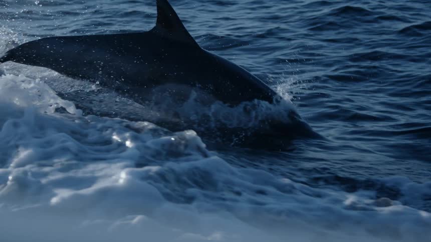 A dolphin jumping out of the water and diving back down as white waves crash over it