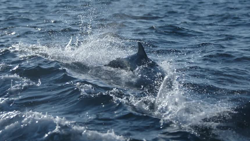 A couple of dolphins jump on the wake of a boat in the ocean