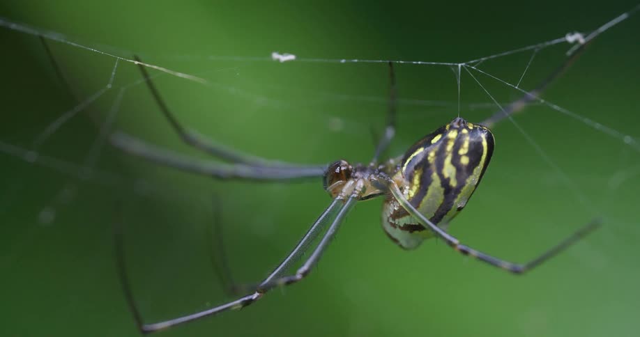 Close up of a yellow garden spider hanging from cobwebs outdoors