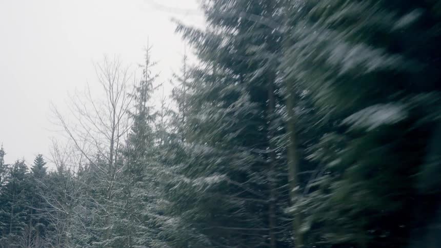 A view of tall pine trees with a snow dusting on them in a dense forest