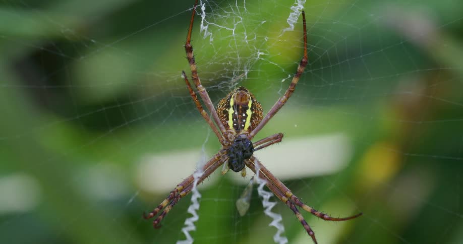 Argiope keyserlingi spider eats fly