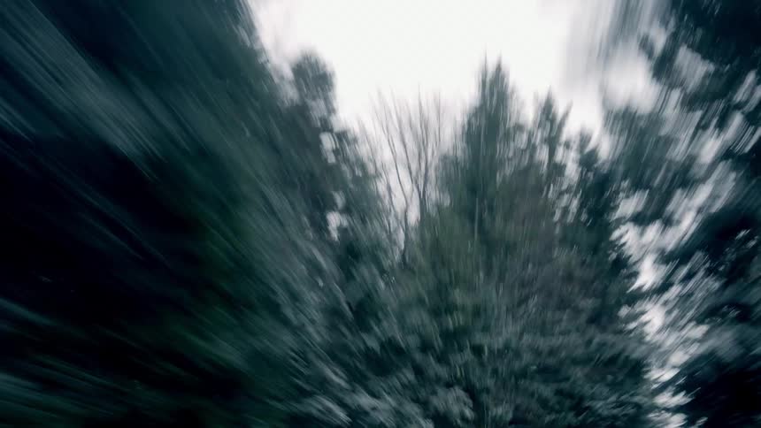 Snow lightly coats conifers bordering narrow gap in forest