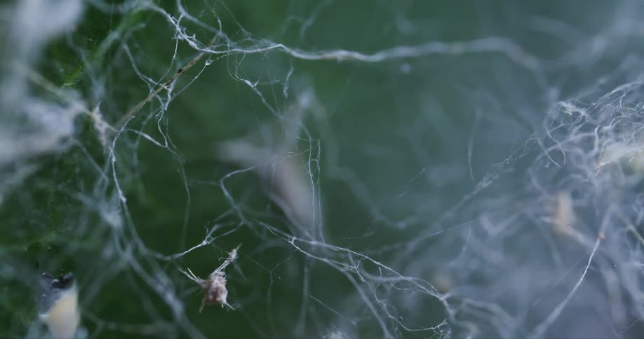 Damaged tattered tendrils of spiderweb contain old caught bundles