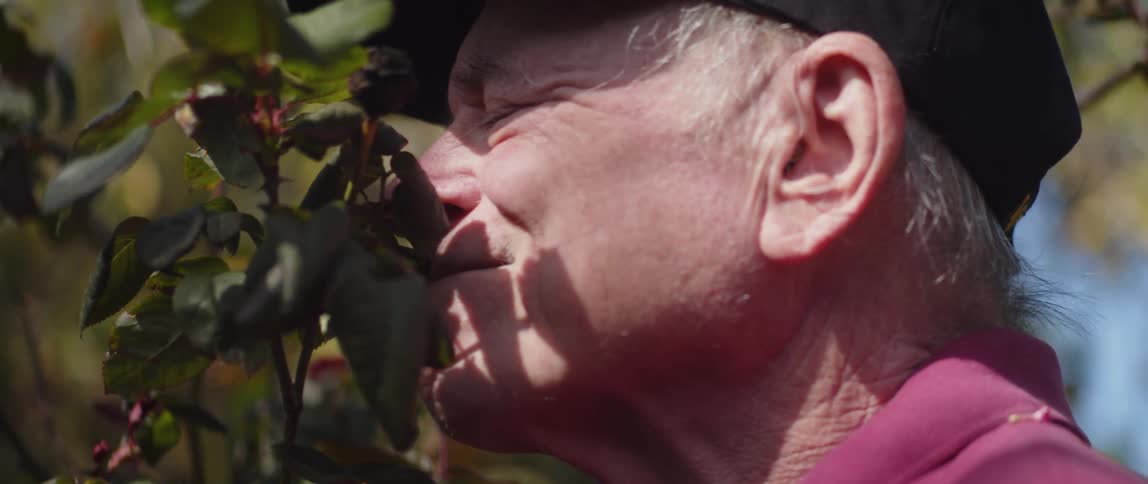 An older man smiles and sniffs a rose bush under a blue sky