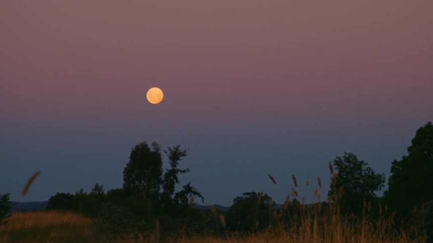 A full orange moon in a purple sky above a tree line silhouette with grass in front of that