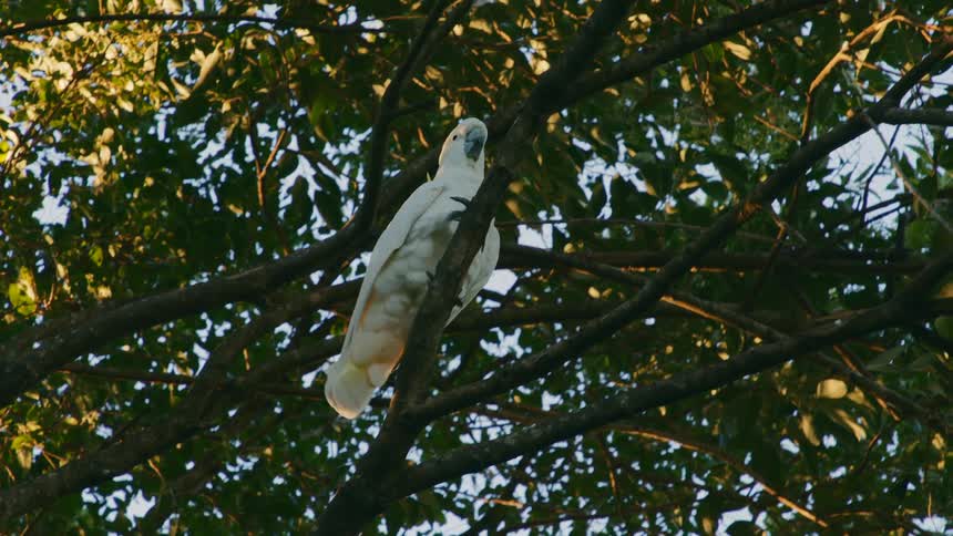 A bird is walking on a tree branch during the day