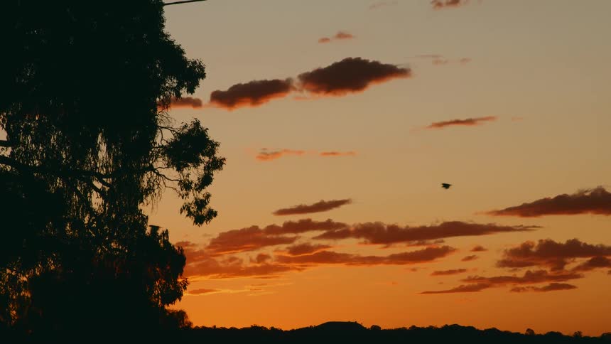 A flock of birds fly across an orange sunset sky towards trees as the sun reflects on the clouds