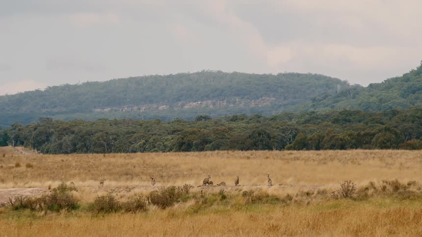 Landscape view of australian outback with kangaroos in the distance