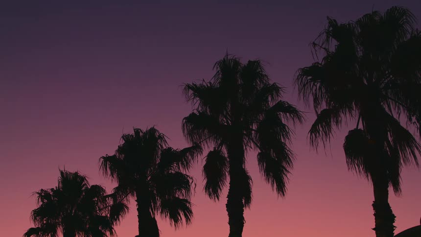 Palm trees in a tropical area is displayed at dusk