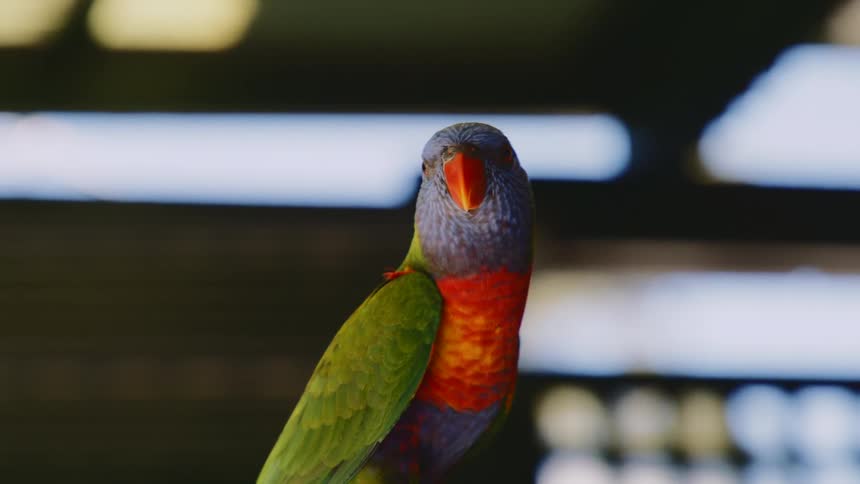 Close up view of a bird in an indoors building