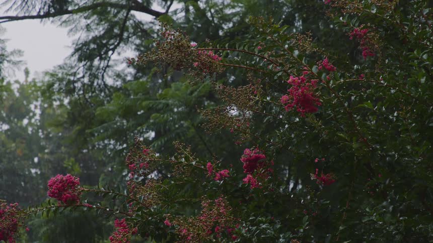 Rain is pouring on the trees