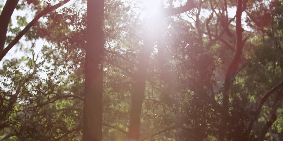 The light is peaking in through the trees above