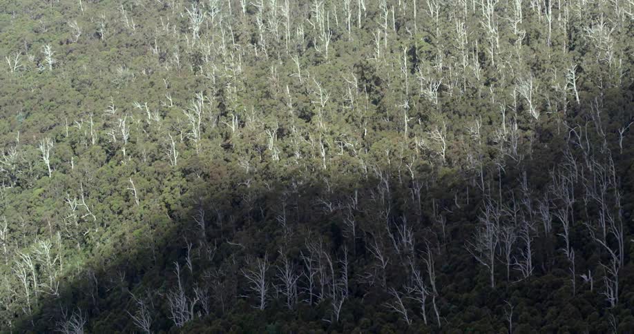 A shadow crawls across a vast forest